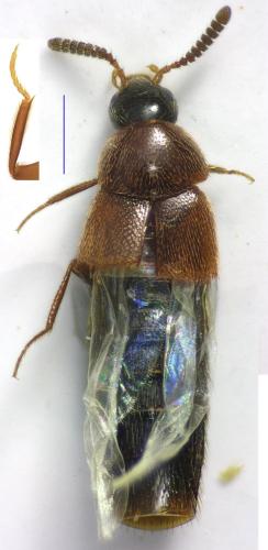 Aleochara spissicornis